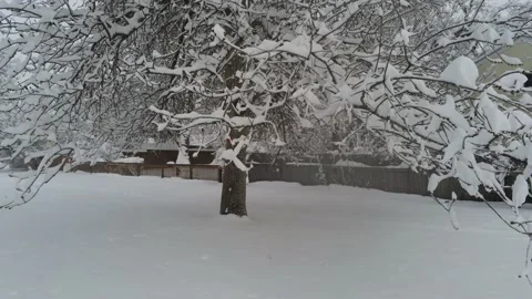 Snowy tree - Drone camera moves up way up Stock Footage 137941869
