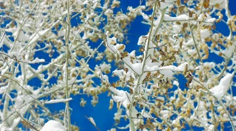 Snowy tree Vidéo 10729866