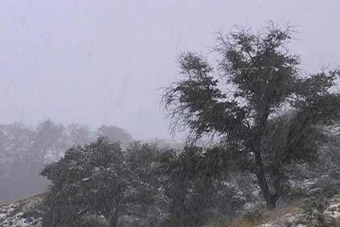 Snowy tree Stock Footage 15993938