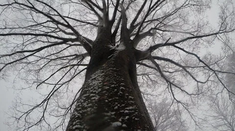 Snowy Tree 库存影片 34653206