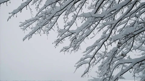 A snowy tree Stock Footage 83938530
