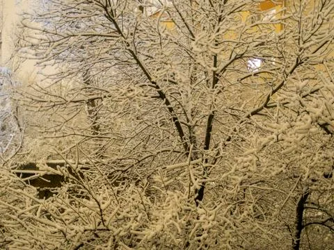 Snowy tree front of window Stock Photos