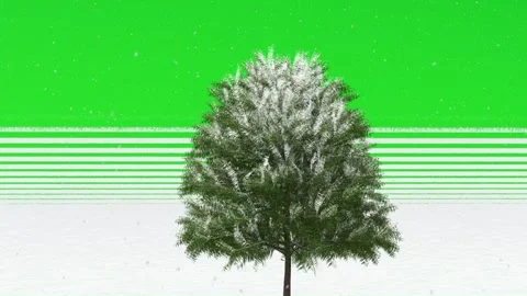 Snowy Tree on Green Screen Background Video stock 330919127