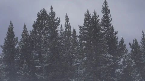 Snowy Tree Landscape Still 스톡 동영상 105931341