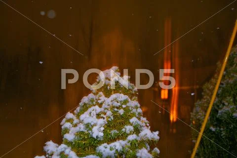 Snowy tree with light trails Stock Photos