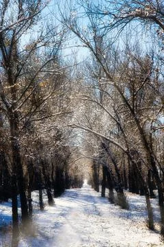 Snowy tree-lined path invites peaceful winter stroll in a tranquil park Foto stock