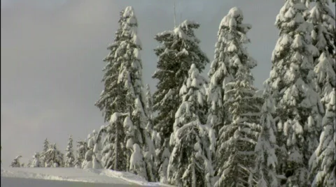 Snowy tree pan HD Stockbeeldmateriaal 353050