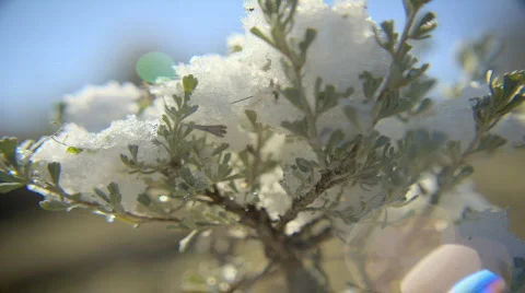 Snowy Tree Panning Video stock 401531
