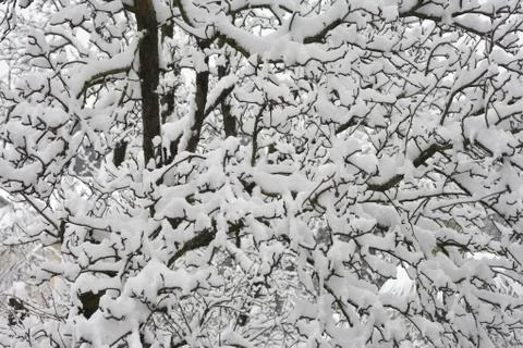 Snowy tree Stock Photos