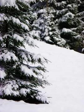 Snowy tree Stock Photos