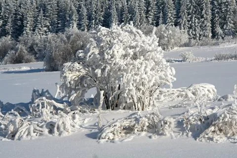 Snowy tree Foto stock