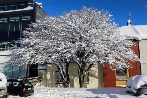 Snowy tree Stock Photos