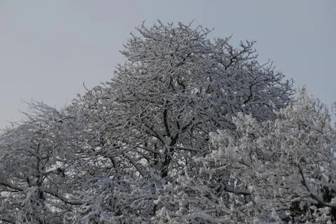 Snowy Tree Stock Photos
