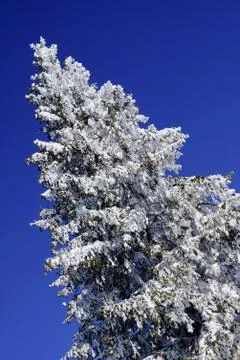 Snowy tree Stock Photos
