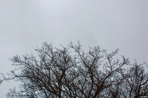 Snowy tree Stock Photos