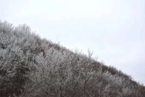 Snowy tree Stock Photos