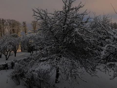 Snowy tree Stock Photos