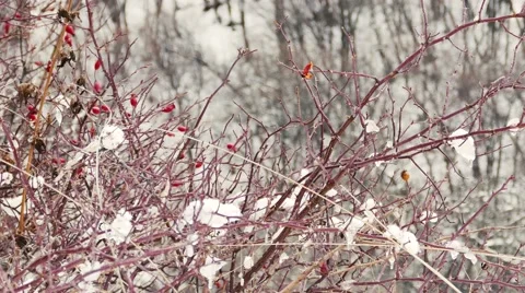Snowy Tree with Red Berries Stock Footage 58687729