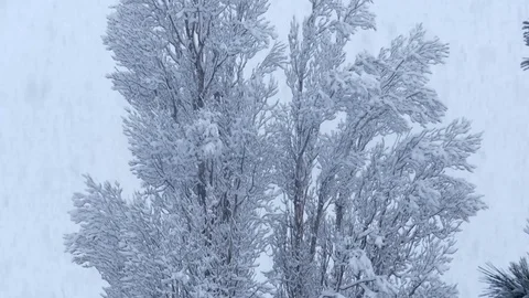 Snowy tree with Snowfall Video stock 122724838