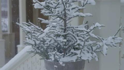 Snowy Tree Stands by the Window Stock-Footage 295759227