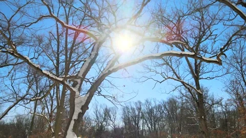 Snowy Tree with Sun Shining and Melting Ice Stock Footage 158957027