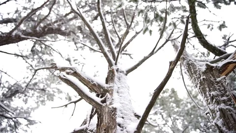 Snowy Tree Tilt Video stock 126362105