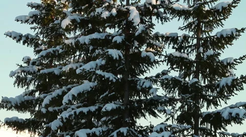 Snowy tree tips 스톡 동영상 58204894