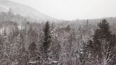 Snowy tree tops Stock Footage 86653593