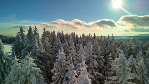 Snowy Tree Tops — Winter Forest in Czechia Stock Footage 325854520