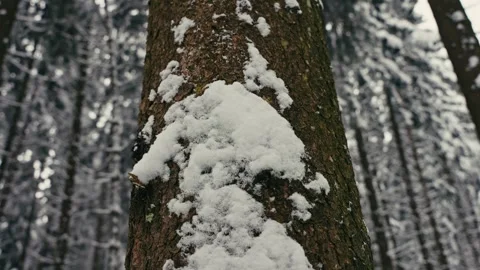 Snowy Tree Trunk Standing in a Quiet Forest During a Cold Winter Season 库存影片 331167987