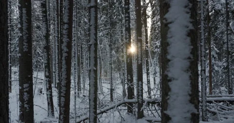 Snowy tree trunks in deep winter forest at sunset moving right Stock Footage 138938658