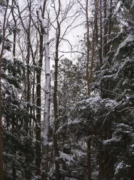 Snowy tree trunks Foto stock
