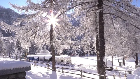 Snowy tree under the sun Stock Footage 79751056