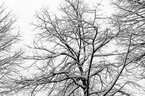 Snowy tree in winter Stock Photos