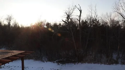 Snowy Treeline Stock Footage 169893308