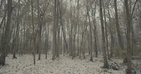 Snowy treeline in the forest Stock Footage 321686970
