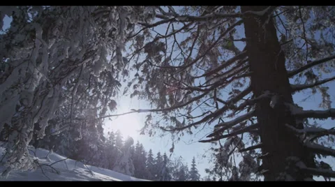 Snowy Trees 2 库存影片 32282487