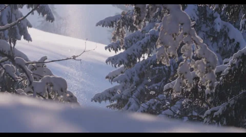 Snowy Trees 3 Stock Footage 32281539