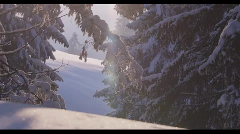Snowy Trees 4 Stock Footage 32281086