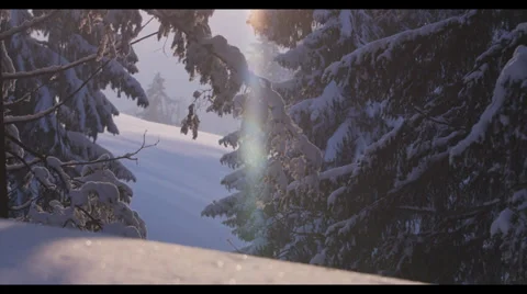 Snowy Trees 5 Stock Footage 32280947