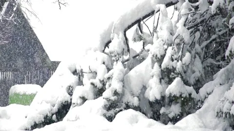 Snowy trees and barn Stock Footage 46378582