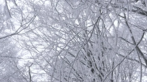 Snowy trees and branches moving in the sky video 스톡 동영상 170014137