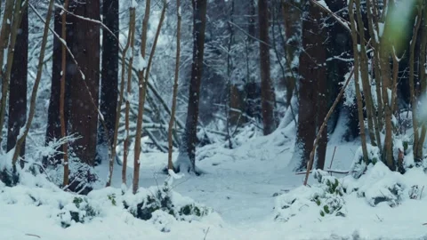 Snowy Trees and Path in a Quiet Slow Motioned Winter Forest Stock Footage 293165070