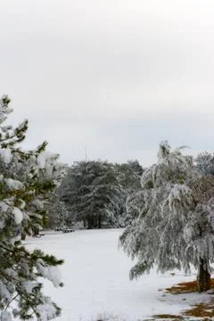 Snowy trees and sky Foto stock