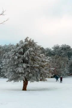 Snowy trees and sky Foto stock