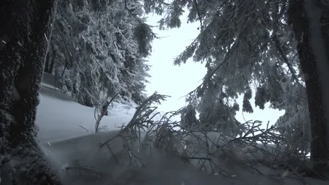 Snowy trees are winter woods Stock Footage 145698570