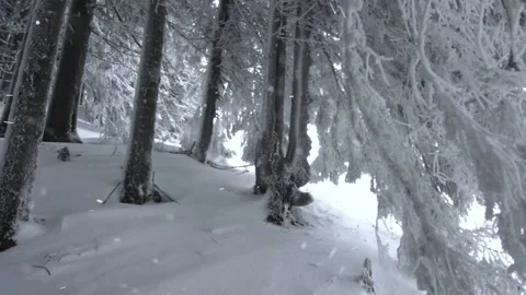 Snowy trees are winter woods Stock Footage 145698755