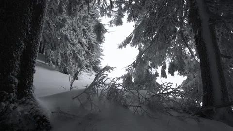 Snowy trees are winter woods Stock Footage 145698768