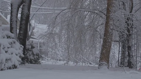 Snowy trees in the ark Stock Footage 87478482