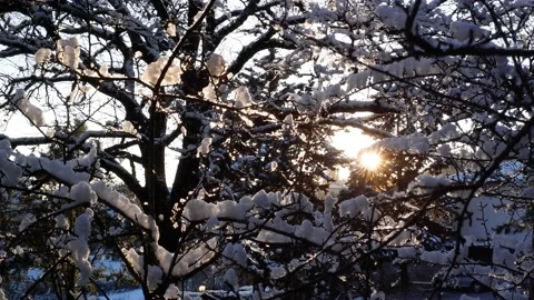 Snowy trees in backlight slightly shaked by wind Video stock 148397182